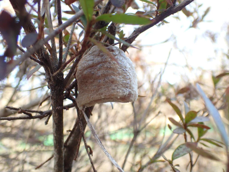 chinese mantis egg case tenodera sinensis rs