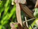 chinese mantis face tenodera sinensis rs