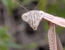 chinese mantis face tenodera sinensis rs9