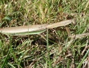 chinese mantis female brown coloration tenodera sinensis rs