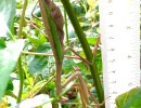 chinese mantis female gravid length tenodera sinensis rs