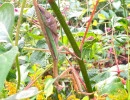 chinese mantis female gravid tenodera sinensis rs