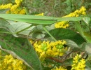 chinese mantis female green tenodera sinensis rs