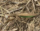 chinese mantis green wing markings tenodera sinensis rs
