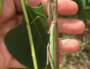chinese mantis green wings tenodera sinensis rs