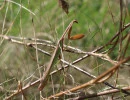 chinese mantis male green stripe tenodera sinensis rs