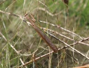 chinese mantis male green stripe top tenodera sinensis rs