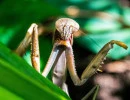 chinese mantis yellow spot tenodera sinensis rs