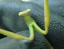 chinese mantis yellow spot tenodera sinensis rs12