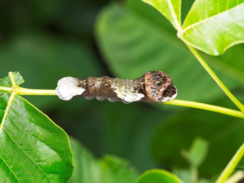 Eastern Giant Swallowtail