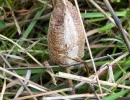 european mantis case on plant stem mantis religiosa rs