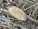 european mantis egg case mantis religiosa rs