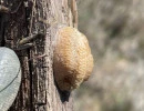 european mantis egg case on post mantis religiosa rs