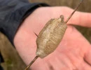 european mantis egg case on stick mantis religiosa rs