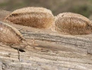 european mantis egg cases mantis religiosa rs