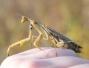 european mantis female brown bullseye on leg mantis religiosa rs