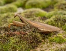 european mantis female brown coloration mantis religiosa rs