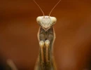 european mantis female brown face closeup mantis religiosa rs