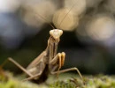 european mantis female brown face mantis religiosa rs