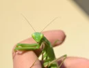european mantis female face mantis religiosa rs