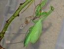 european mantis female fresh molt mantis religiosa rs