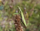 european mantis female gravid mantis religiosa rs