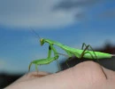 european mantis female stripe face mantis religiosa rs