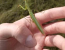 european mantis male back mantis religiosa rs