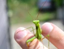 european mantis male bullseye on leg mantis religiosa rs