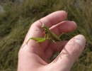 european mantis male face mantis religiosa rs
