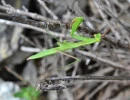 european mantis male face stripe through eye and body mantis religiosa rs