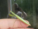 european mantis male face stripe through eye mantis religiosa rs