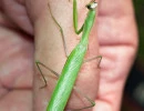 european mantis male length mantis religiosa rs