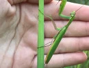 european mantis male wing coloration mantis religiosa rs