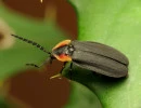 black firefly lucidota atra katja schulz inaturalist cc by