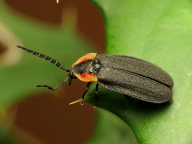 black firefly lucidota atra katja schulz inaturalist cc by
