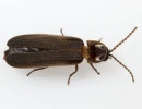 blue ghost firefly phausis reticulata aggyrolemnoixytes wikimedia cc by sa
