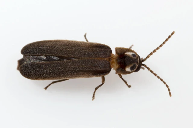 blue ghost firefly phausis reticulata aggyrolemnoixytes wikimedia cc by sa