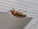 common eastern firefly photinus pyralis