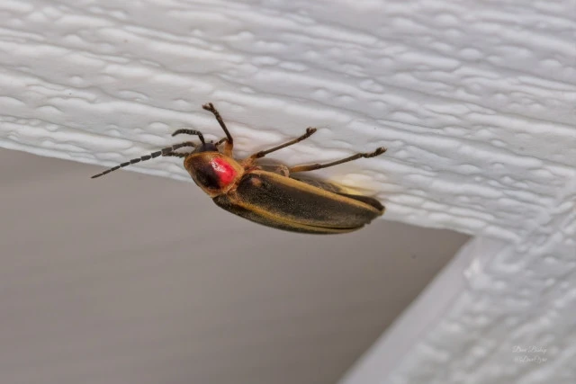 common eastern firefly photinus pyralis