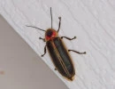 common eastern firefly photinus pyralis top