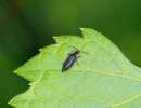 dark firefly pyropyga nigricans