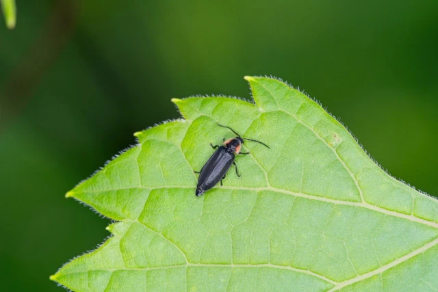 dark firefly pyropyga nigricans