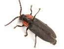 dark firefly pyropyga nigricans koji shiraiwa inaturalist cc by