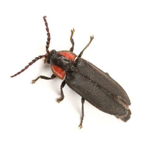 dark firefly pyropyga nigricans koji shiraiwa inaturalist cc by
