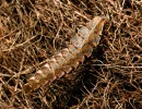 firefly larva katja schulz wikimedia cc by