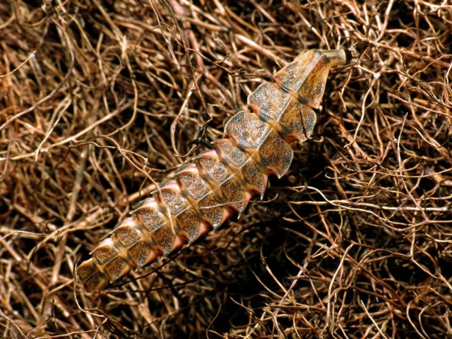 firefly larva katja schulz wikimedia cc by