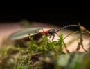 little gray firefly photinus marginellus zachary dankowicz inaturalist cc by