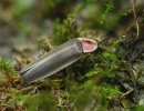 little gray firefly photinus marginellus zachary dankowicz inaturalist cc by