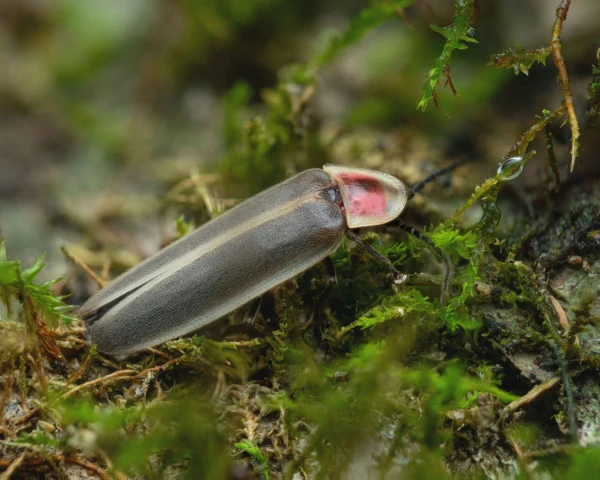 little gray firefly photinus marginellus zachary dankowicz inaturalist cc by